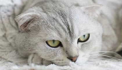 九游游戏中心下载-特色极限攀爬——高空钢索挑战活动火热进行，高空攀岩绳索上升工具用法